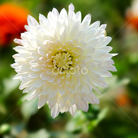 Dahlias flower by Evan Ahmed - Flowers Single Flower