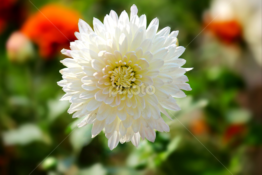 Dahlias flower by Evan Ahmed - Flowers Single Flower