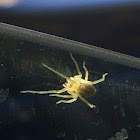 Long Legged Sac Spider