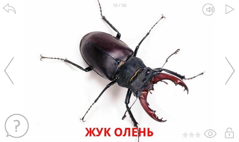 Альбом "Насекомые" Screen 2