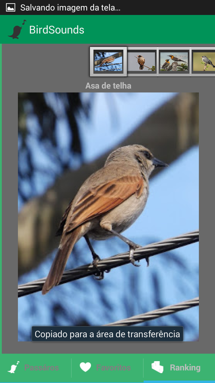 BirdSounds - Sons de Pássaros Screen 3