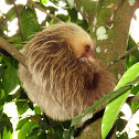 Hoffmann's two toed sloth