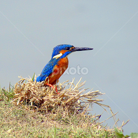 Little Kingfisher  by Subhadeep Das - Animals Birds