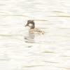 Bufflehead