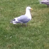 Glaucous- Winged Gull