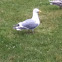 Glaucous- Winged Gull