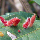 Red, hairy galls (possibly)