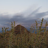 Tasajia  or Christmas Cholla