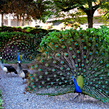 Double Display by Tamsin Carlisle -  