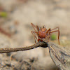 hormiga arriera - hormiga corta hojas - leaf cutter ant