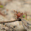 hormiga arriera - hormiga corta hojas - leaf cutter ant