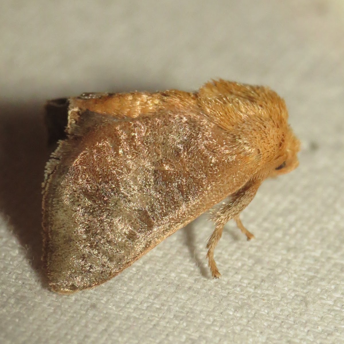 Crowned Slug Moth