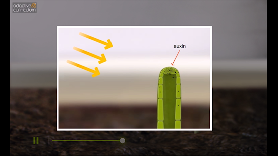 Phototropism in Plants Screenshots 4