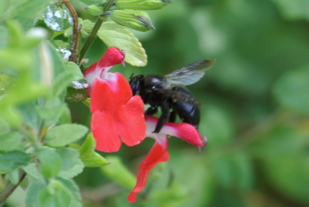 Southern Carpenter Bee