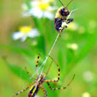 Banded Argiope vs. Bee