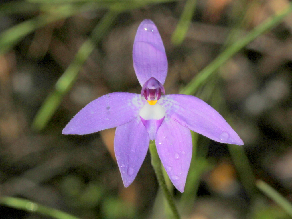 Waxlip orchid
