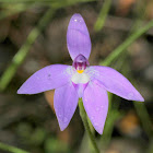 Waxlip orchid