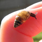 Small pointed Snail