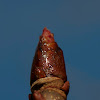 Horse-chestnut