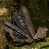Malaysian Dead Leaf Mantis