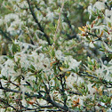 Mountain Mahogany