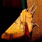 Notch-wing Moth
