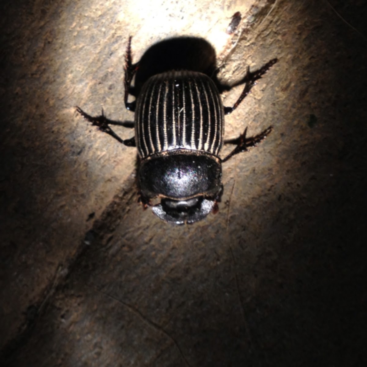 Dung beetle