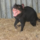 Tasmanian Devil