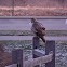 Red-tailed Hawk (Juvenile)