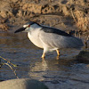 Black-crowned Night Heron