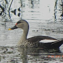 Spot billed duck