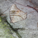 Common evening Brown