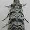 South Coastal Coneworm Moth