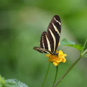 Zebra Longwing Butterfly