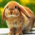 3D cute rabbit 1 logo