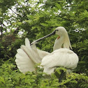 Eurasian Spoonbill