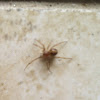 Brown Widow Spider?