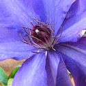 Clematis Vine