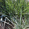 Canyon prince wild rye