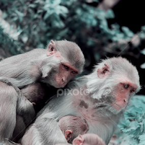 Happy Family by Zoe Walker Designs - Animals Other Mammals