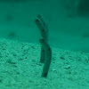 Spotted garden eels