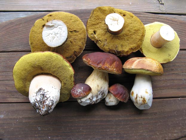 King Bolete (porcini) mushroom
