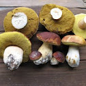 King Bolete (porcini) mushroom