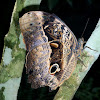 Caligo beltrao, mariposa, butterfly, borboleta