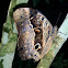Caligo beltrao, mariposa, butterfly, borboleta
