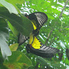 Golden Birdwing