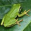 Pacific Tree Frog