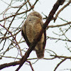 Spotted Owlet