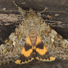Owlet moth
