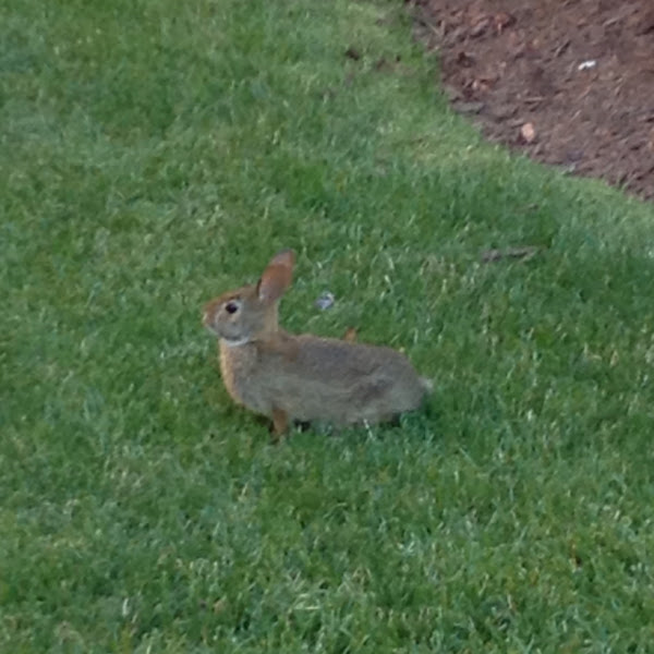 Wild Rabbit | Project Noah